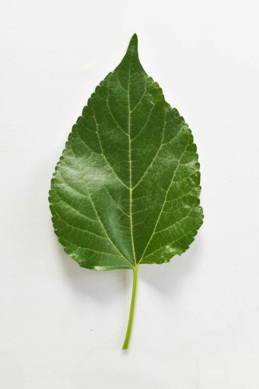 a close up of a leaf on a white surface, linden trees, in salvia divinorum, highly upvoted, slight bloom