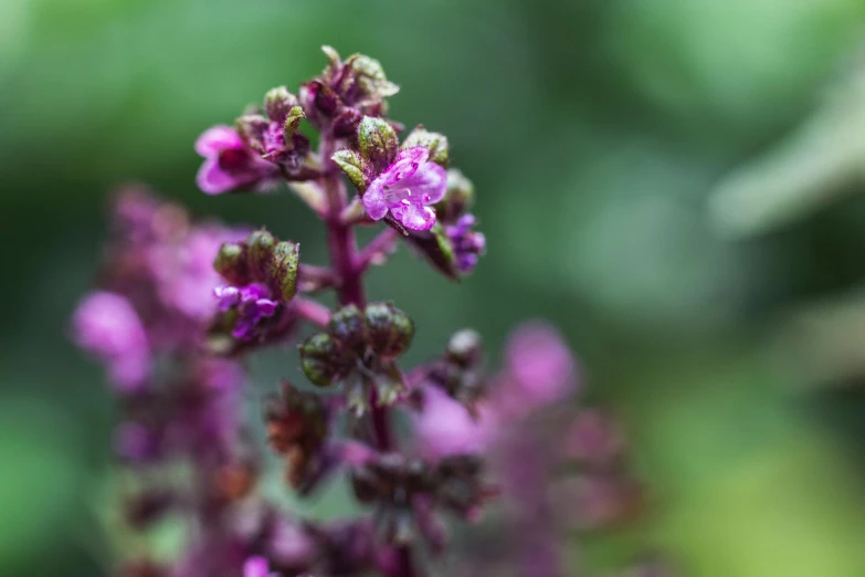 a close up of a plant with purple flowers, a macro photograph, by Jacob Toorenvliet, unsplash, overcast bokeh - c 5, basil, mint, high detail shot