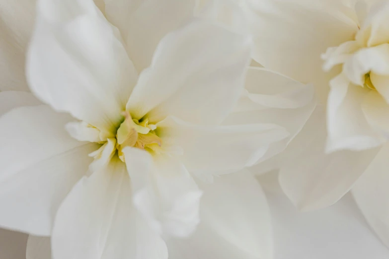 a close up of some white flowers in a vase, myth of narcissus, opal petals, highly polished, soft skin