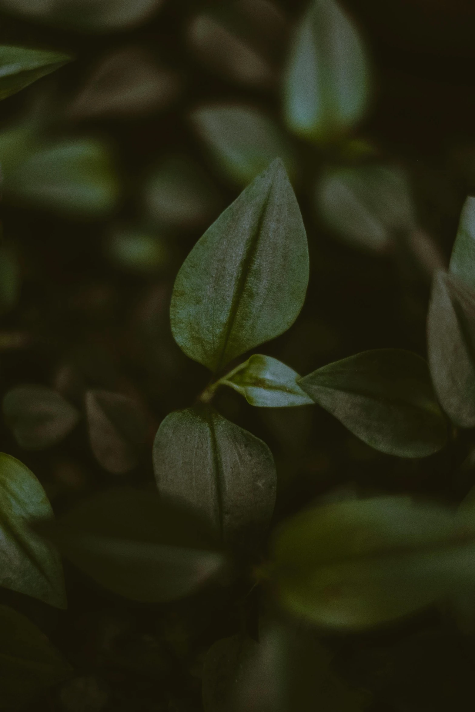 a close up of a plant with green leaves, trending on unsplash, dark. no text, multiple stories, full frame image
