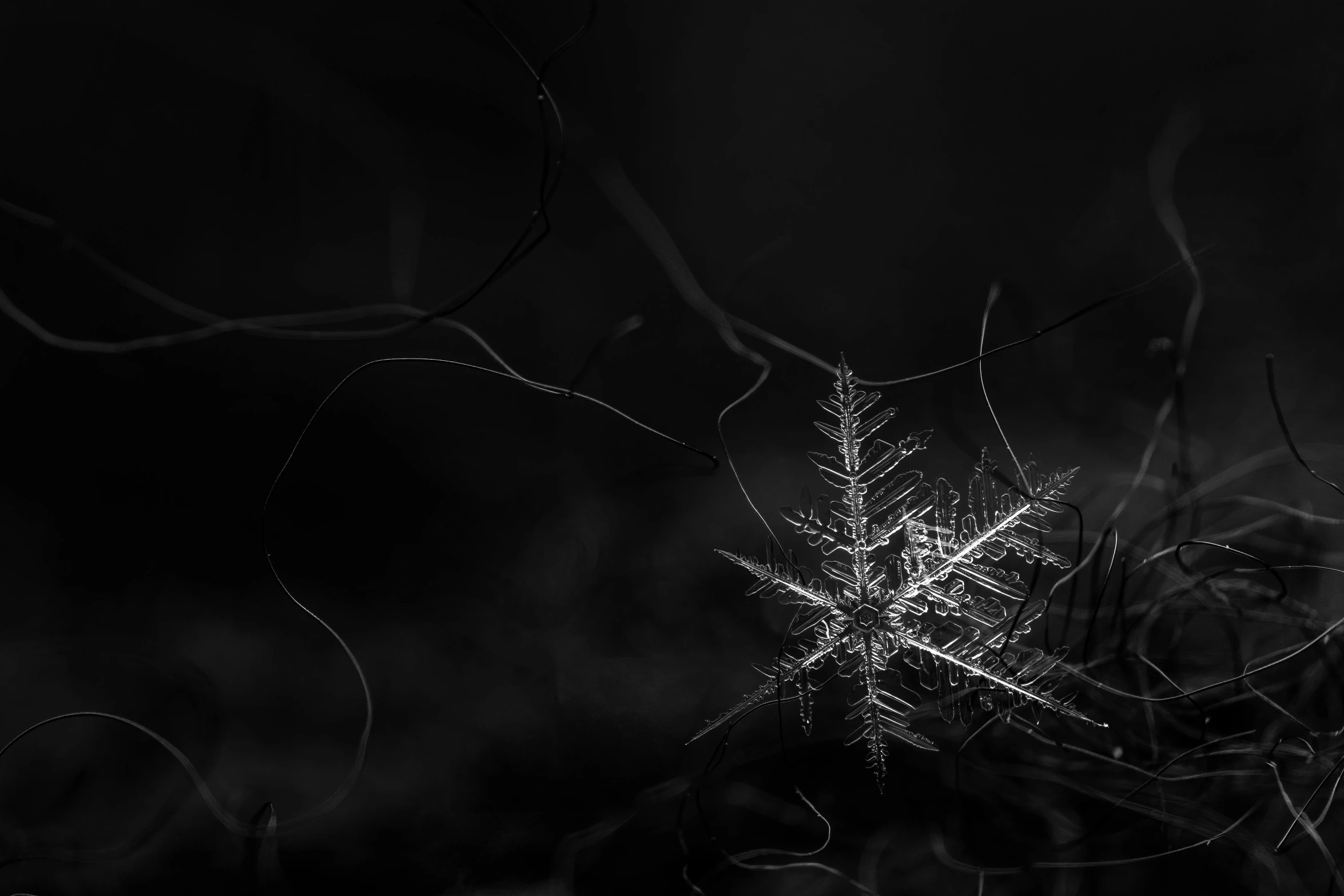 a black and white photo of a snowflake, by Adam Marczyński, unsplash contest winner, conceptual art, on a dark swampy bsttlefield, full of glass. cgsociety, entangled, night. by greg rutkowski