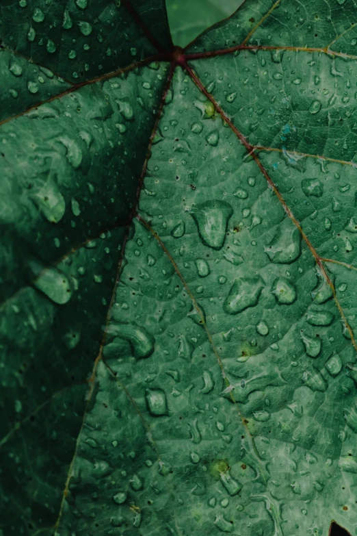 a close up of a leaf with water droplets on it, trending on unsplash, renaissance, multiple stories, green charts, in 4k, ( ( dark green