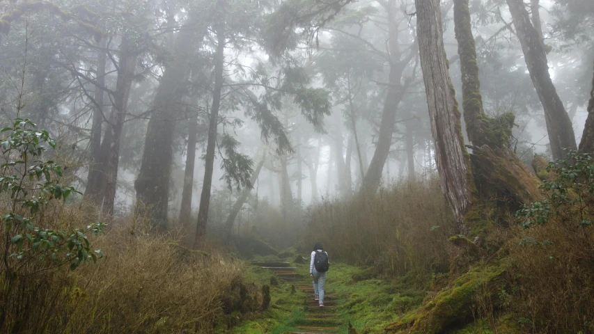 a person walking down a path in the woods, by Jessie Algie, pexels contest winner, volcano fog, cypress trees, 400 steps, ((mist))