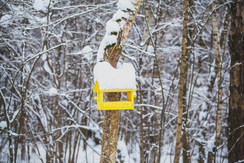 a bird feeder hanging from a tree in the snow, by Jaakko Mattila, pexels contest winner, figuration libre, yellow, exterior shot, woodland location, avatar image