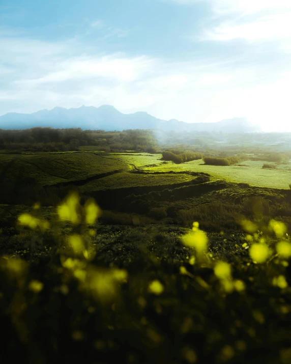 a field full of yellow flowers under a blue sky, a tilt shift photo, unsplash contest winner, overlooking a valley, reunion island, golden hour 8 k, distant mountains lights photo