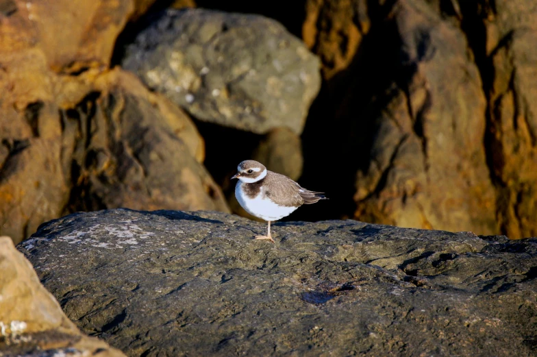 a small bird standing on top of a rock