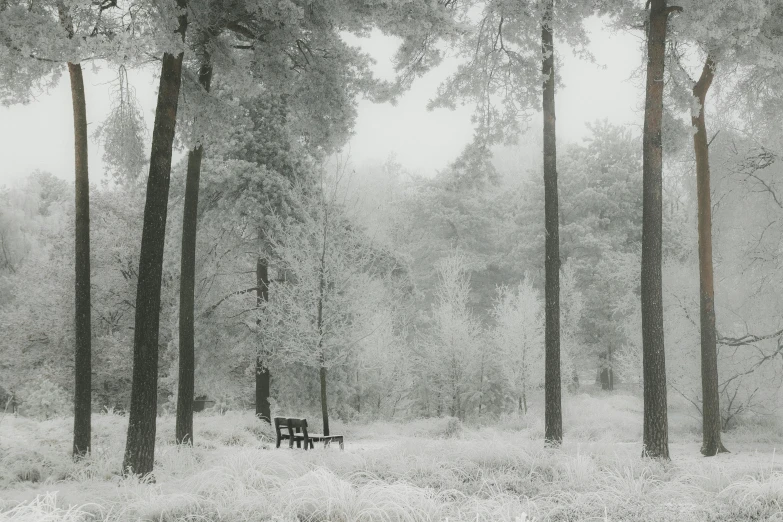 a bench in the middle of a snowy forest, a black and white photo, inspired by Arthur Burdett Frost, sparse pine trees, richard pearce, picnic, an ethereal