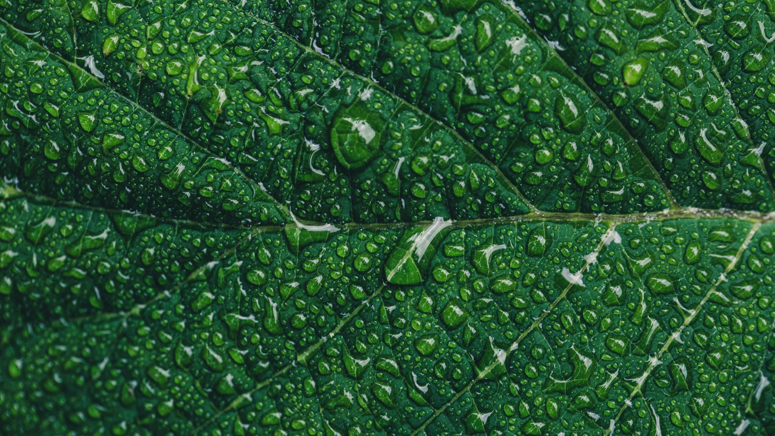 a green leaf with water droplets on it, by david rubín, unsplash, photorealism, highly detailed oil on canvas, rainny, sustainability, intricated