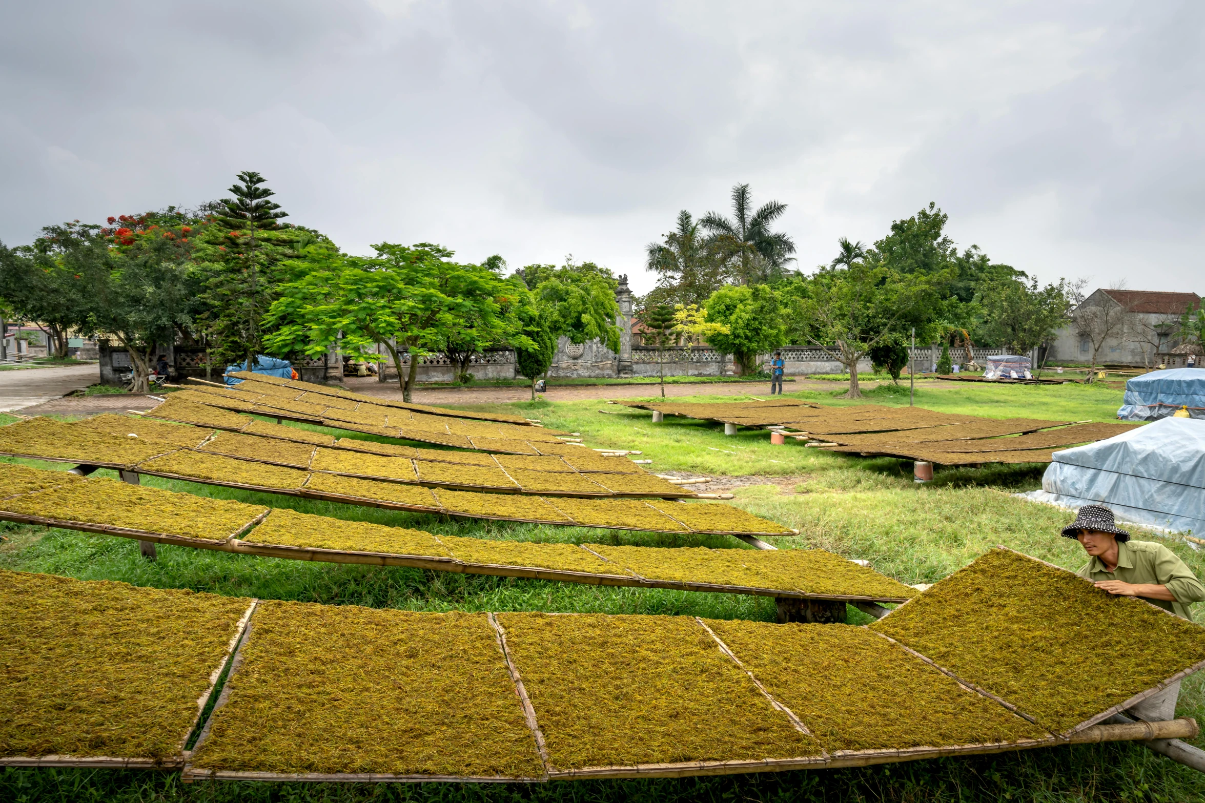 a man that is standing in the grass, land art, assam tea garden setting, yellow seaweed, hydroponic farms, 2022 photograph