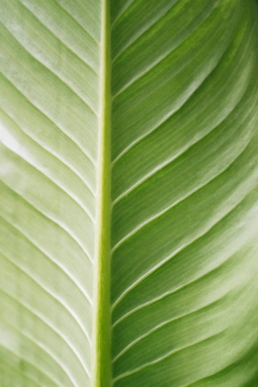 a close up of a large green leaf, soft white glow, sustainable materials, banana, lush greens