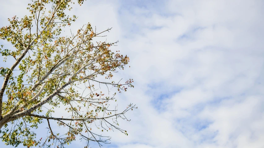 a man riding a skateboard up the side of a tree, by Carey Morris, unsplash, minimalism, panorama view of the sky, leaves on branches, background image, full frame image