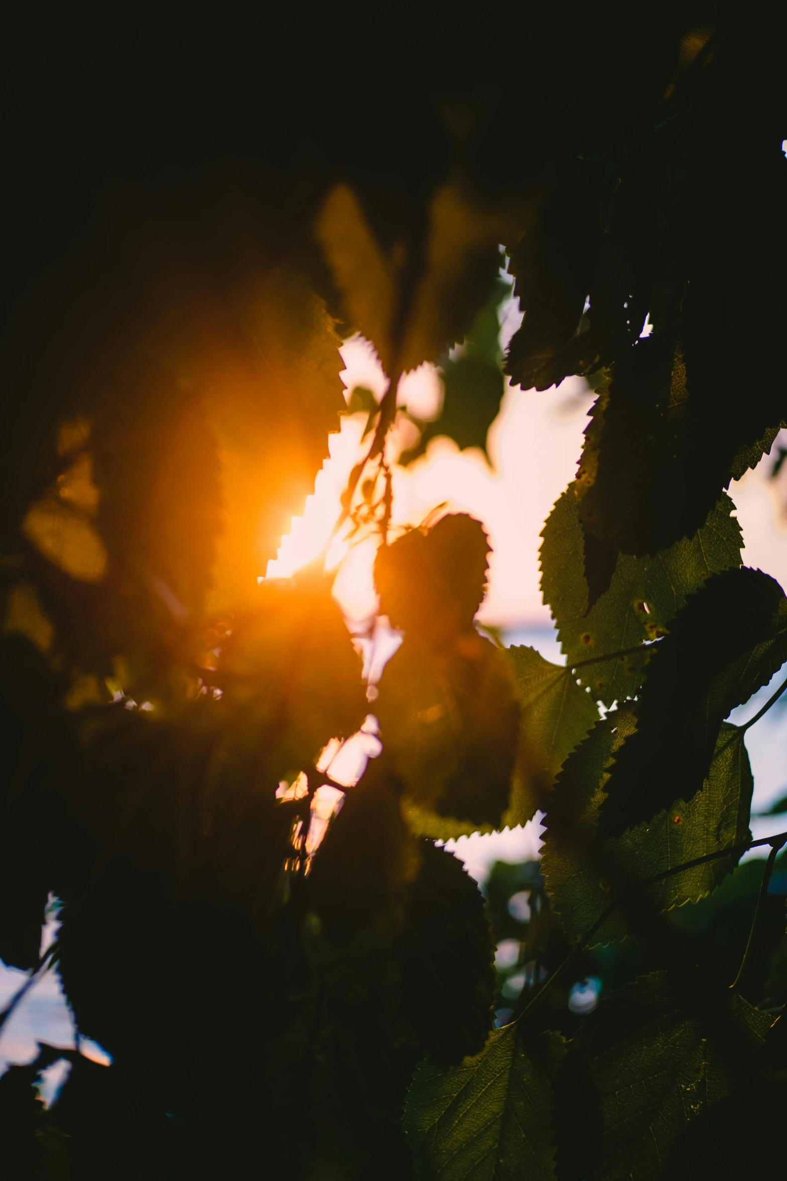 the sun shines through the leaves of a tree, a picture, inspired by Elsa Bleda, unsplash, romanticism, summer evening, cinematic shot ar 9:16 -n 6 -g, leaves and vines, unsplash photography