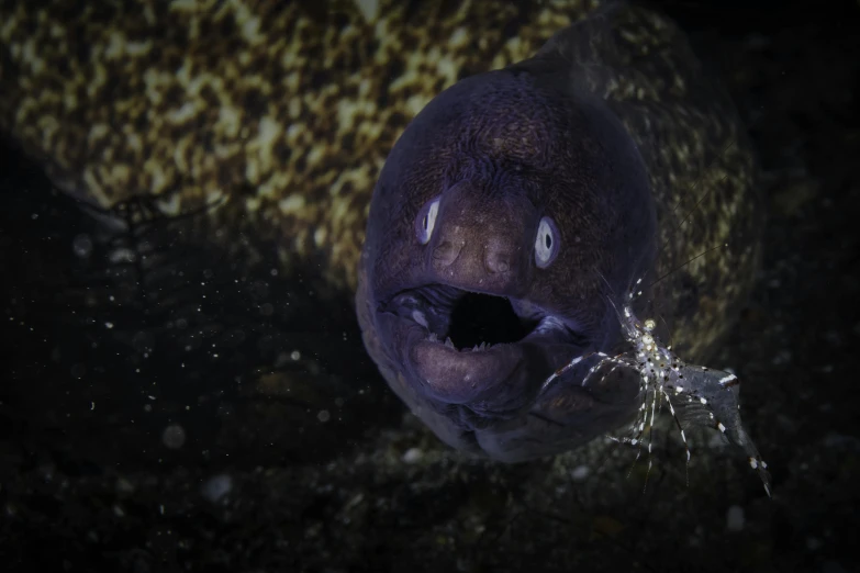 a close up of a fish with it's mouth open, an album cover, by David Begbie, pexels contest winner, renaissance, eel nebula, a dark underwater scene, giant tardigrade, platypus