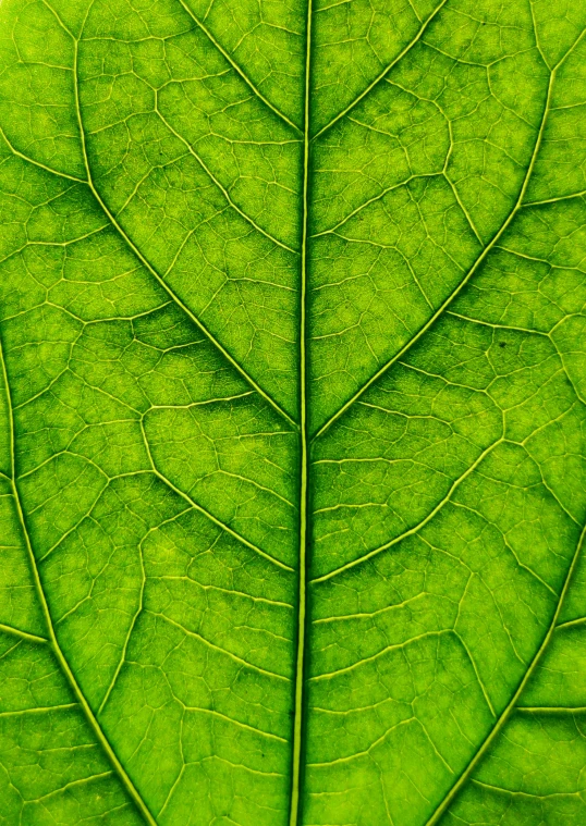 a close up view of a green leaf, ::, green: 0.25, organic, panels