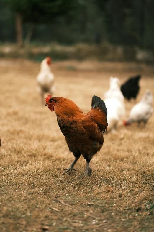 a group of chickens standing on top of a dry grass field, in a field