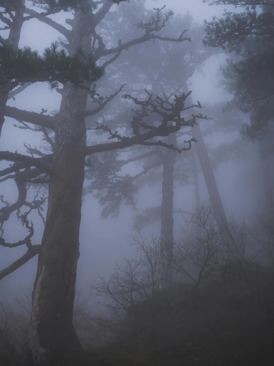 a group of trees that are standing in the fog, by Adam Szentpétery, romanticism, with matsu pine trees, dark and foggy