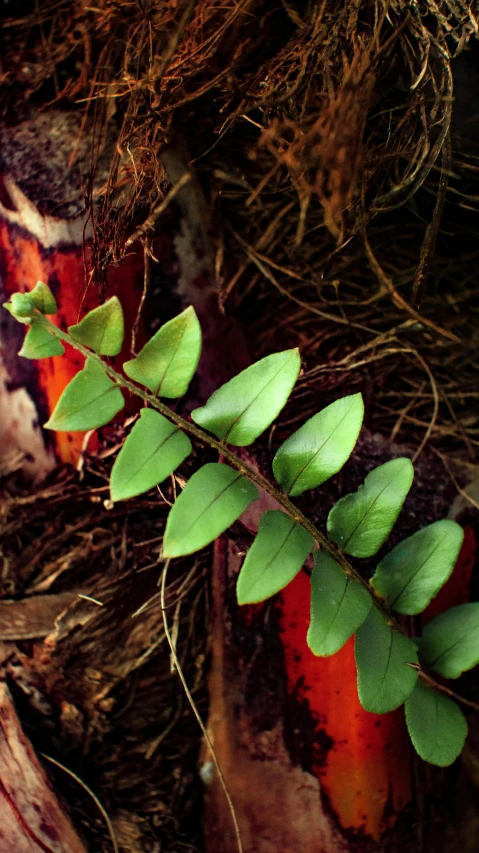 a close up of a tree trunk with a plant growing out of it, an album cover, inspired by Andy Goldsworthy, unsplash, flame ferns, paul barson, vibrant red and green colours, 1999 photograph