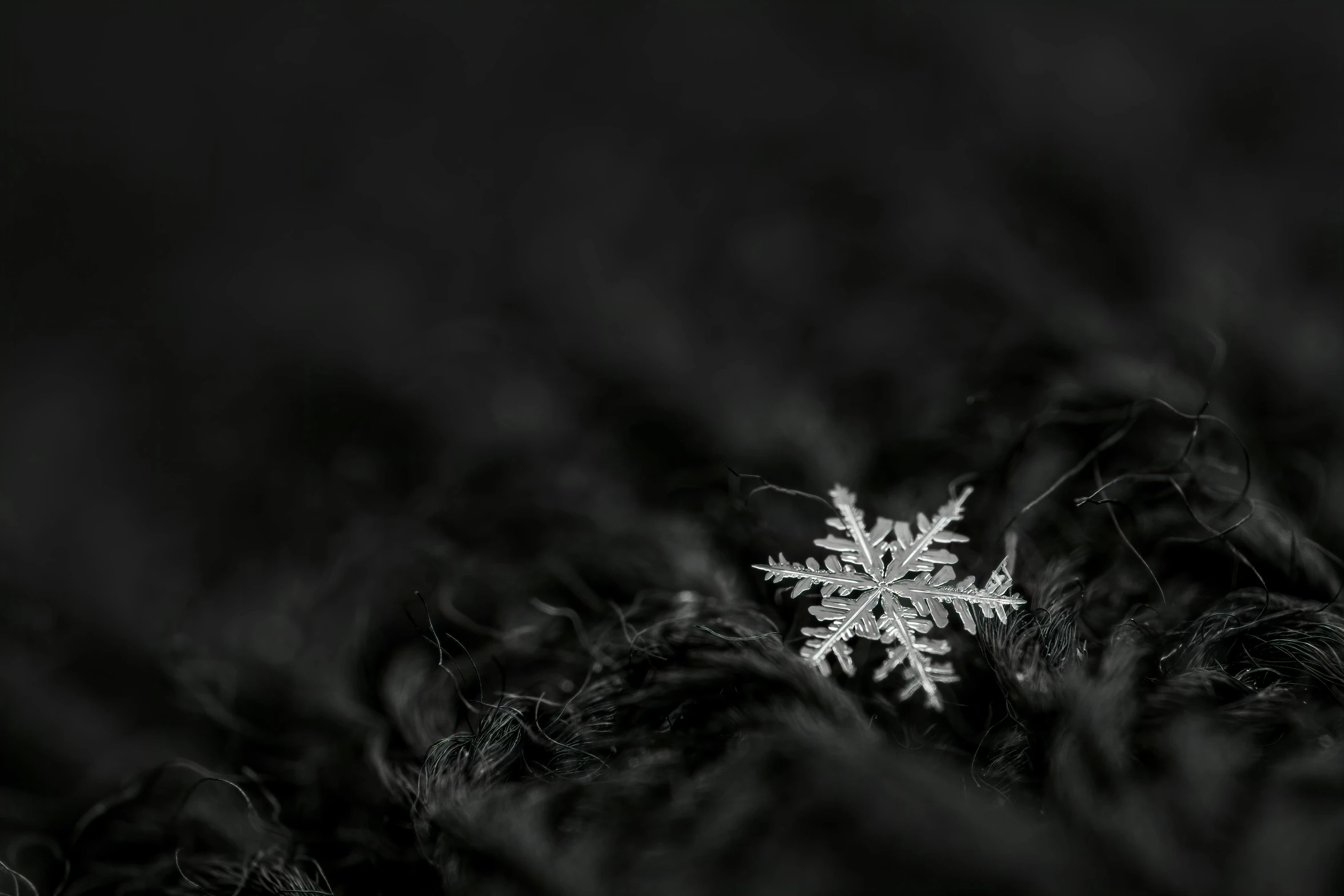 a snowflake sitting on top of a pile of grass, a black and white photo, by Adam Marczyński, pexels contest winner, minimalism, sleek dark fur, cozy wallpaper, (3 are winter, small