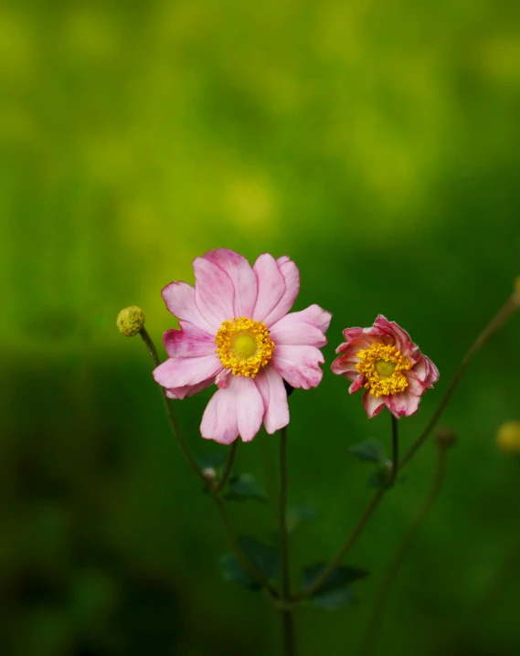 a couple of pink flowers sitting on top of a lush green field, unsplash, miniature cosmos, medium format, photo on iphone, color image