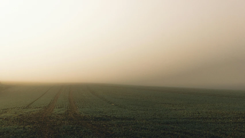 a lone tree stands in the middle of a foggy field, an album cover, by Attila Meszlenyi, unsplash, color field, wide view of a farm, pale beige sky, immaculate rows of crops, during dawn