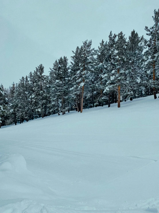 a man riding a snowboard down the side of a snow covered slope, dark pine trees, arrendajo in avila pinewood, profile image, 8 k image