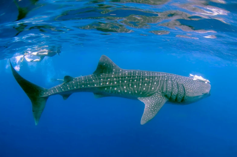 a whale swimming under the surface of the water, by Emanuel Witz, pexels contest winner, hurufiyya, blue scales with white spots, shark, photo of crocodile, right side profile