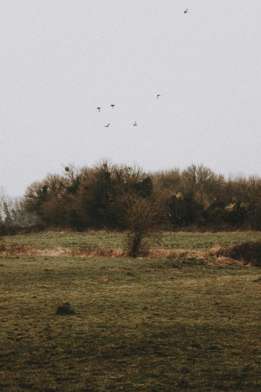 a herd of cattle standing on top of a lush green field, an album cover, unsplash contest winner, a field full of crows, sparse winter landscape, three birds flying around it, grainy film photo