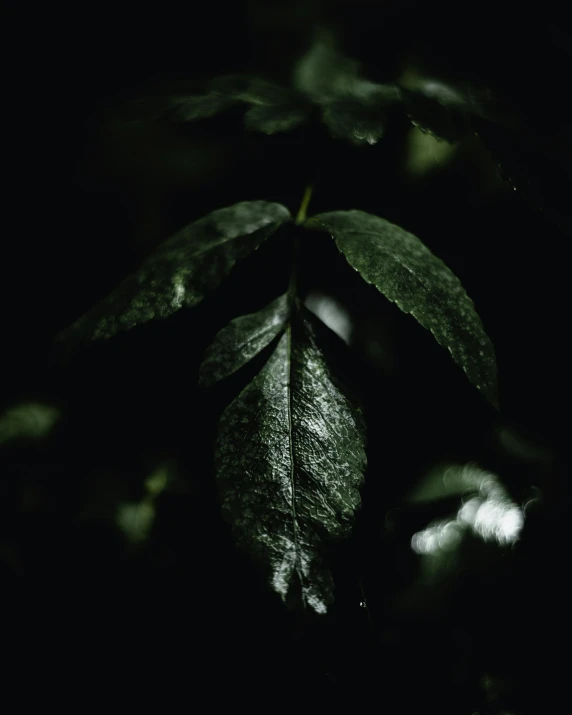 a close up of a leaf in the dark, an album cover, unsplash, hurufiyya, multiple stories, carnal ) wet, 4 k hd wallpapear, slightly pixelated