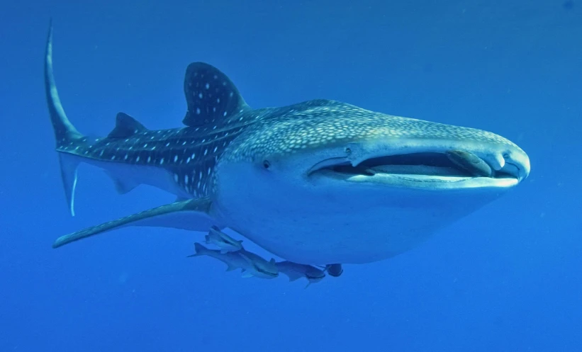 a whale swimming in the ocean with it's mouth open, blue scales with white spots, see fishes swimming, blue shark, looking smug