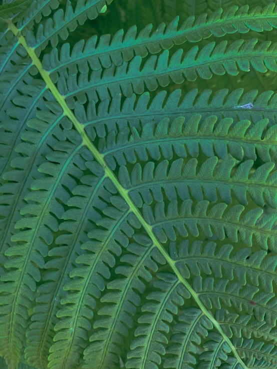 a close up of a plant with lots of green leaves, by Jan Rustem, psychedelic fern, panels, ((greenish blue tones))