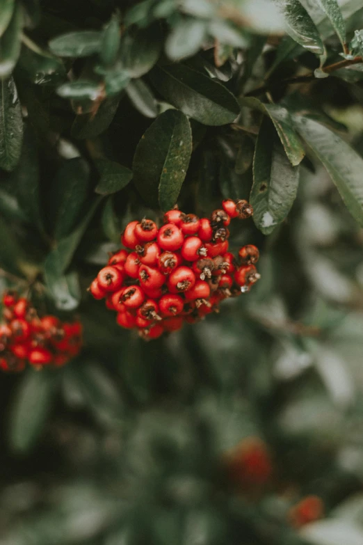 a bunch of red berries hanging from a tree, trending on pexels, close-up from above, profile image, vivid)