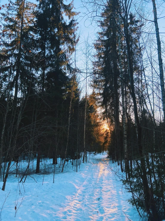 a snow covered path in the middle of a forest, in the sunset, selfie photo, in russia, 🌲🌌