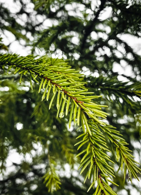 a close up of a pine tree branch, an album cover, by Matthias Stom, pexels, after rain, high quality photo, multiple stories, high detail photo