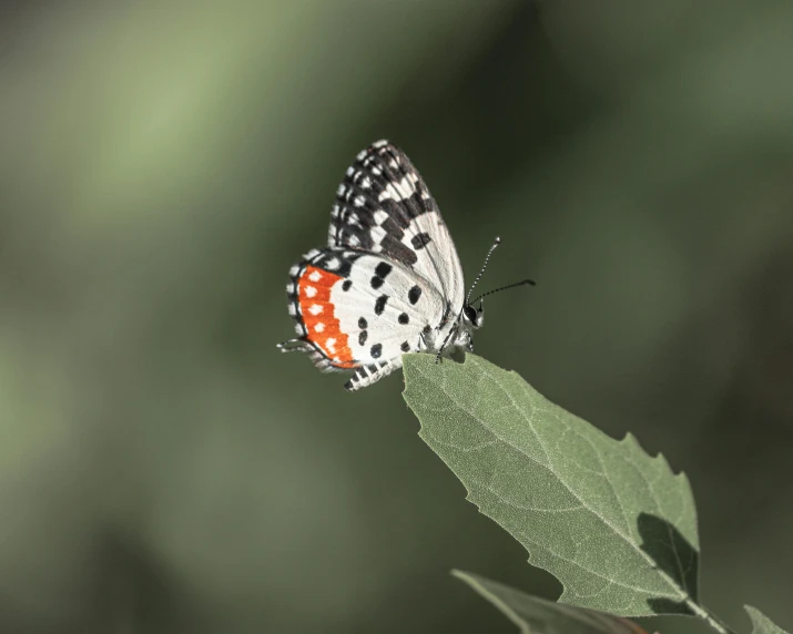 a close up of a butterfly on a leaf, by Eglon van der Neer, high-angle, polka dot, low quality photo