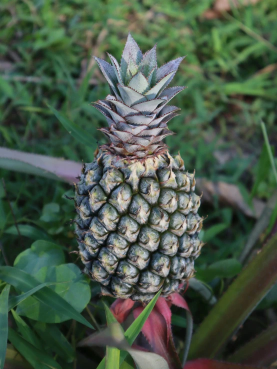 a close up of a pineapple on a plant, profile image