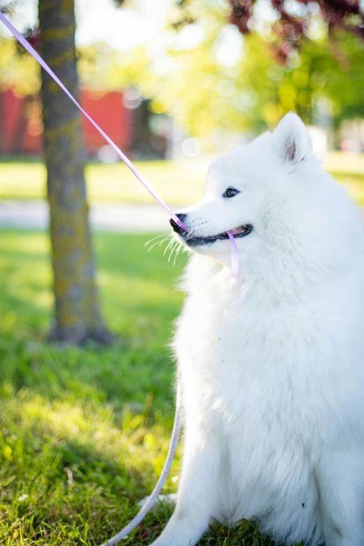 a white dog sitting on top of a lush green field, at a park, samoyed dog, astri lohne, collar and leash