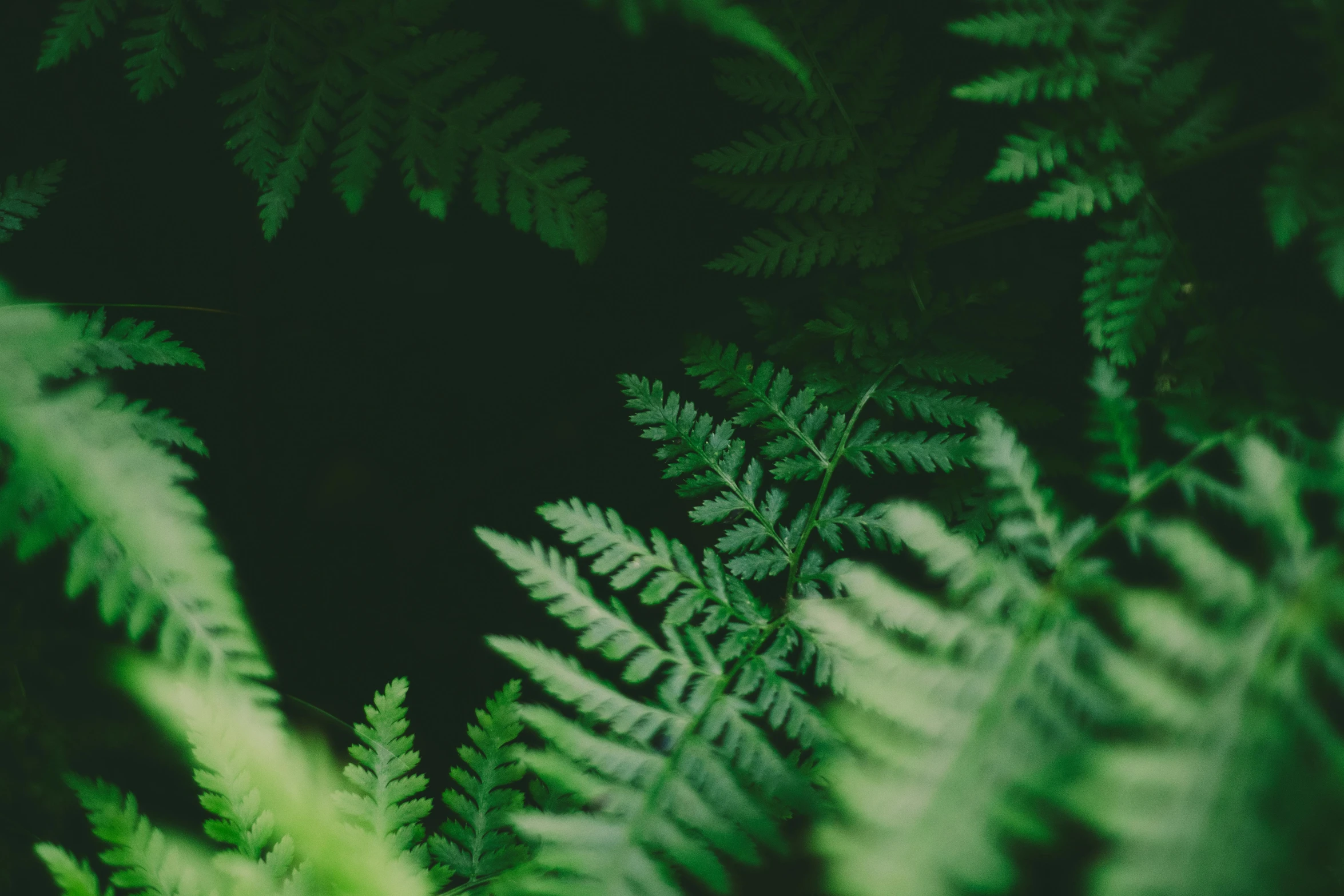 a close up of a plant with green leaves, inspired by Elsa Bleda, trending on unsplash, fern, medium format, dark, forest picnic