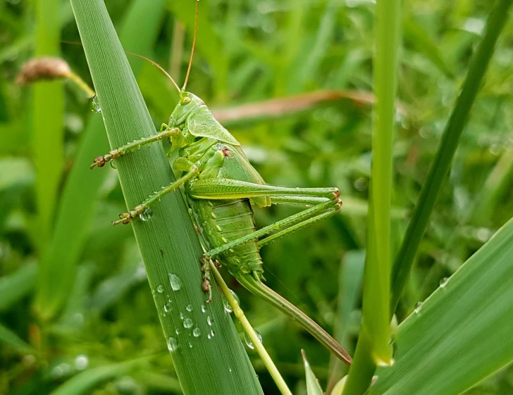 a close up of a grasshopper on a blade of grass, pixabay contest winner, hurufiyya, avatar image, just after rain, giant pig grass, high definition image