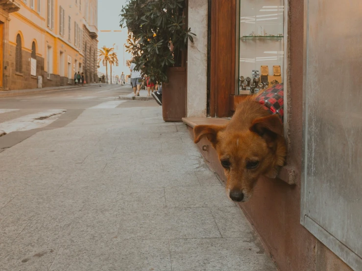 a dog that is looking out of a window, in the middle of the street, malika favre, downward gaze, low quality photo