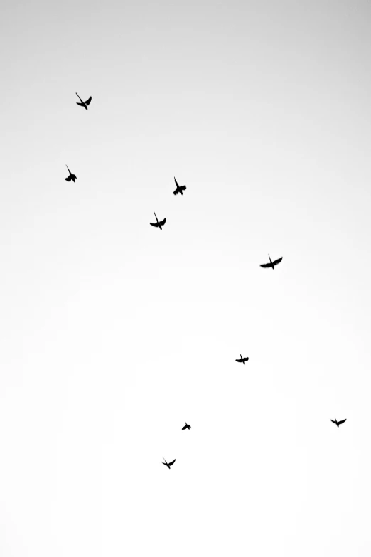 a flock of birds flying in the sky, by John Hutton, unsplash, minimalism, 2 5 6 x 2 5 6, neck, ! dream, 256x256