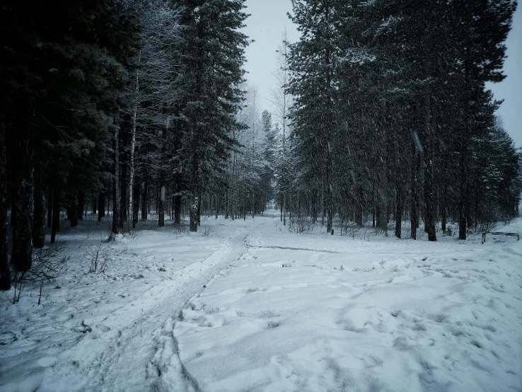 a snow covered forest filled with lots of trees, an album cover, unsplash contest winner, hurufiyya, movie still 8 k, grey, a park, siberia!!