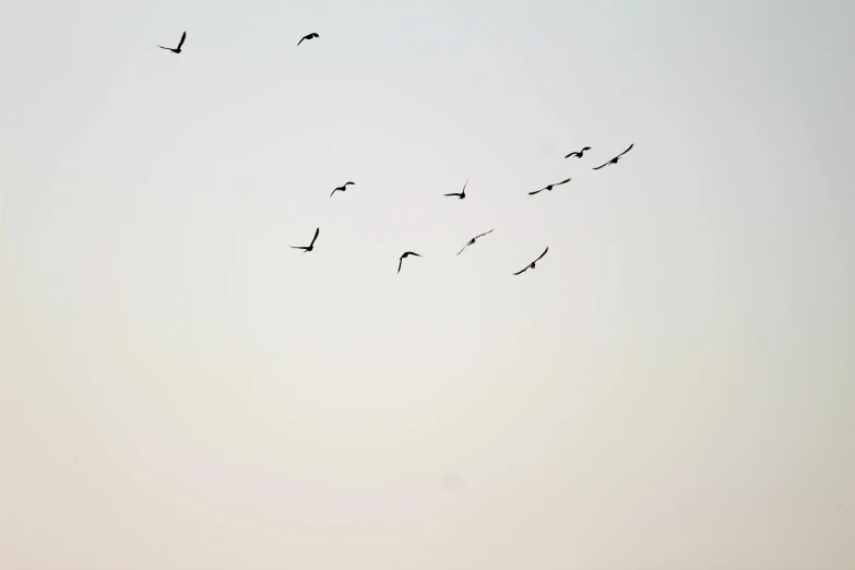 a flock of birds flying in the sky, a picture, by James Morris, pexels, minimalism, late summer evening, on a pale background, 33mm photo, 1 2 9 7