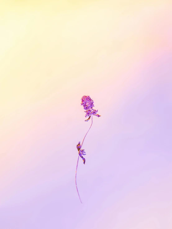 a purple flower sitting on top of a lush green field, a picture, unsplash, postminimalism, tendrils of colorful light, unreal with on gradient, on a pale background, made of colorful dried flowers