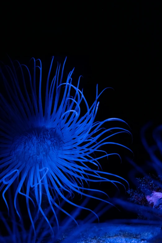 a couple of sea anemons sitting next to each other, a macro photograph, by Gwen Barnard, romanticism, dark blue neon light, sea anemone, 🦑 design, twirling glowing sea plants