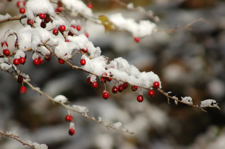 a branch with red berries covered in snow, pexels, avatar image