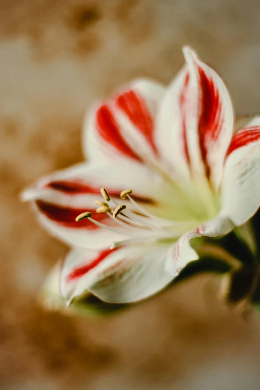 a close up of a flower on a table, a macro photograph, by Julian Allen, unsplash, renaissance, red and white colors, stargazer, today\'s featured photograph 4k, medium format. soft light