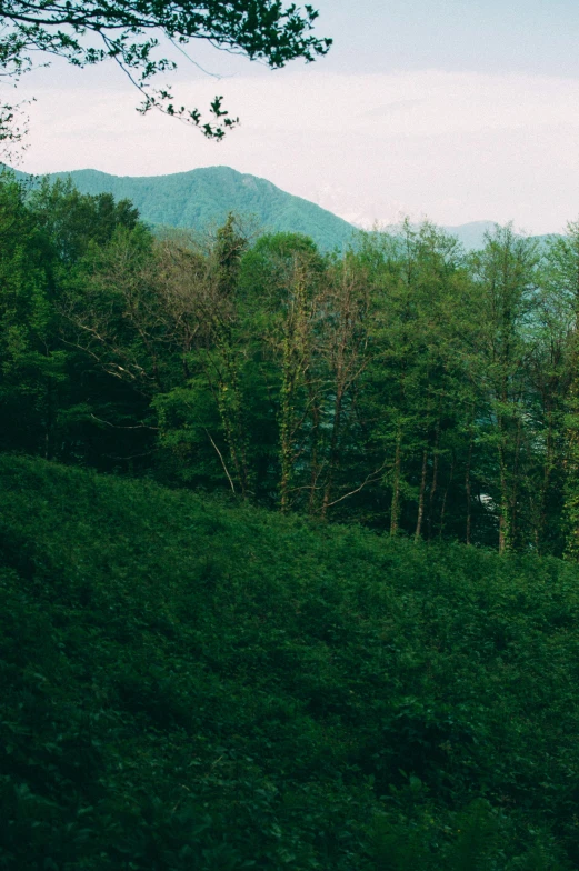 a train traveling through a lush green forest, an album cover, inspired by Elsa Bleda, renaissance, panoramic view, 1999 photograph, mountainous, fuji superia