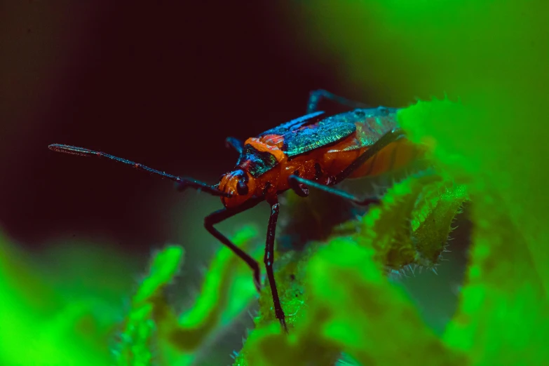 a colorful bug sitting on top of a green plant, a macro photograph, by Adam Marczyński, pexels contest winner, harmony of neon glowing coral, 🦩🪐🐞👩🏻🦳, 3840x2160, muted deep neon color