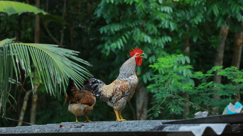 a couple of chickens standing on top of a roof, by Basuki Abdullah, pexels contest winner, sumatraism, malaysia jungle, al fresco, 🦩🪐🐞👩🏻🦳, malayalis attacking