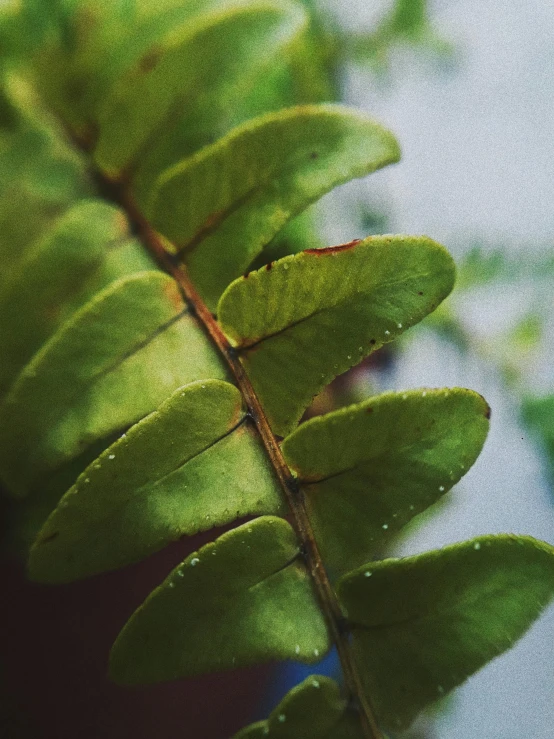 a close up of a plant with green leaves, sitting on a leaf